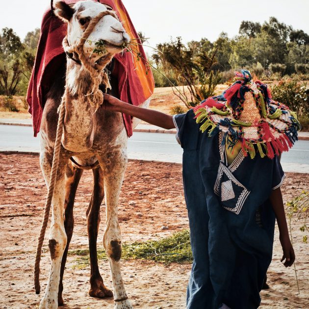man holding camel
