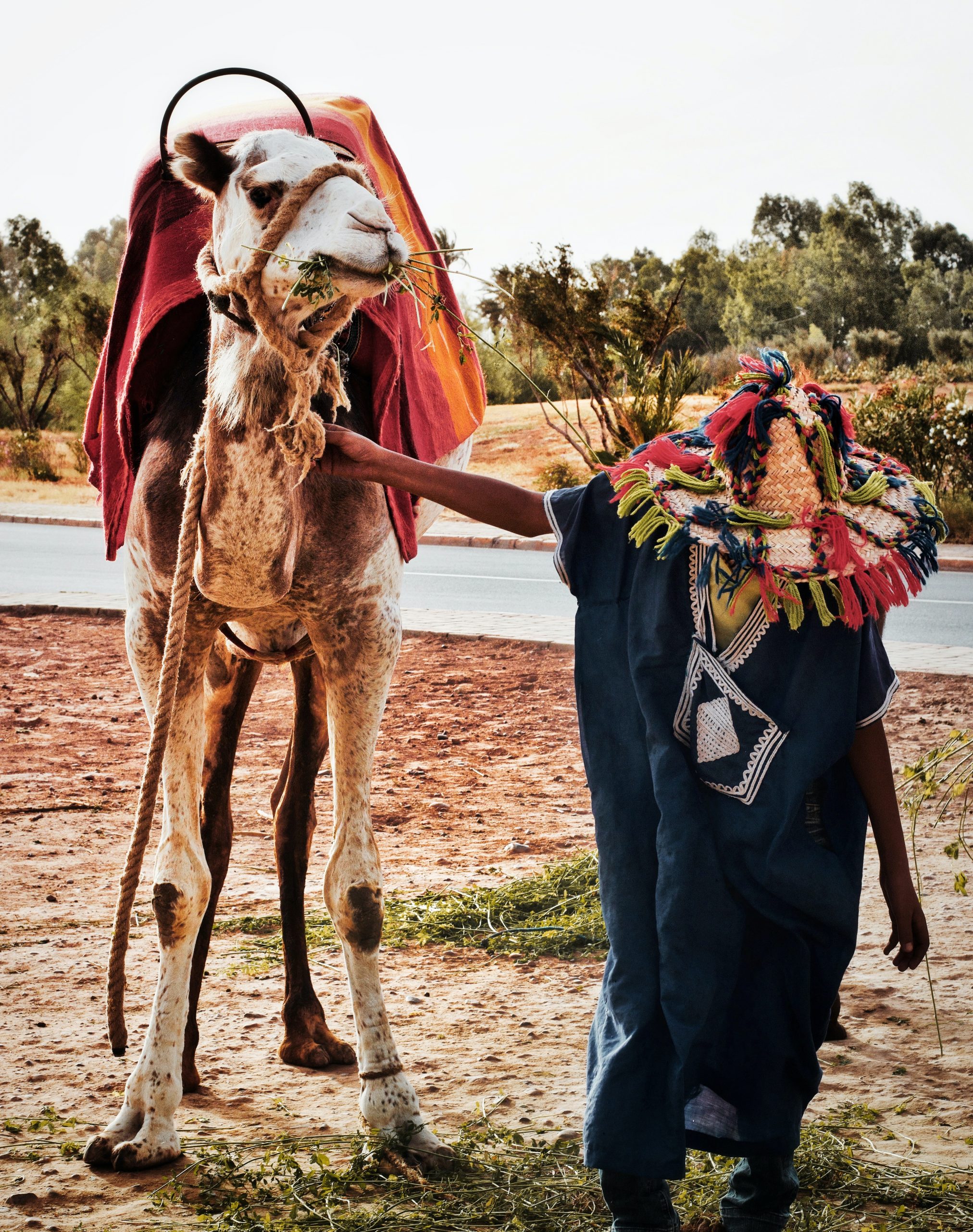 man holding camel