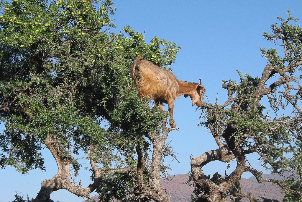 morocco