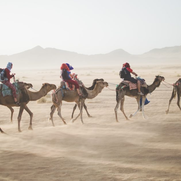 Camel guide Sahara